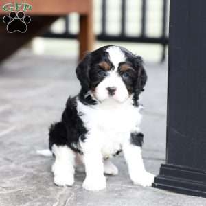 Kit, Cavapoo Puppy